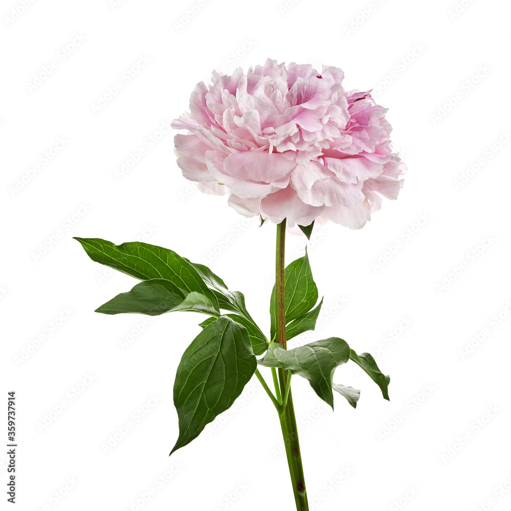 Pink fresh peony isolated on white background Pink fresh peony isolated on white background