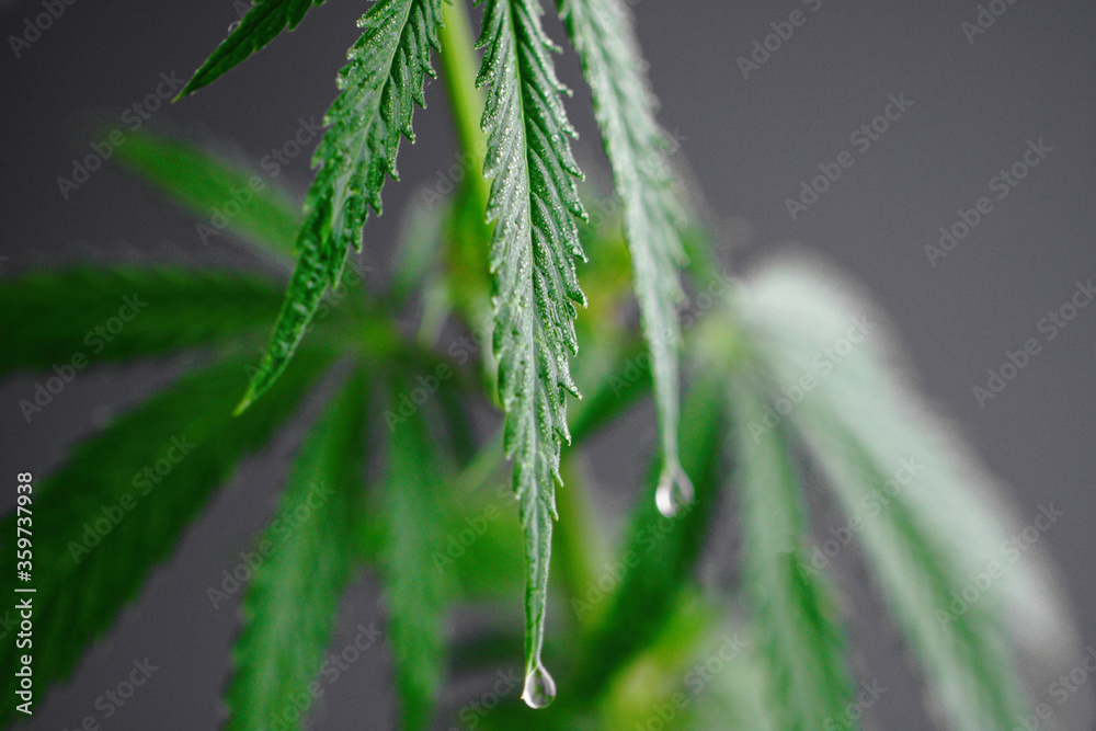 Drop of CBD oil drips onto cannabis leaves, green hemp leaf. Cannabis extract tincture liquid CBD dripping on dark background with marijuana leaves. Hemp oil, Medical marijuana products Drop of CBD oil drips onto cannabis leaves, green hemp leaf. Cannabis extract tincture liquid CBD dripping on dark background with marijuana leaves. Hemp oil, Medical marijuana products