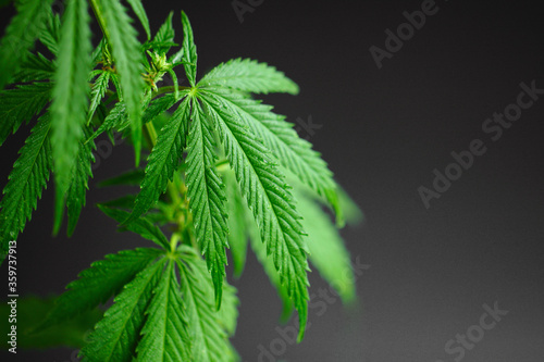 Marijuana leaves, cannabis on black background, beautiful dark background, indoor cultivation. Growing cannabis indica, hemp CBD. Copy space