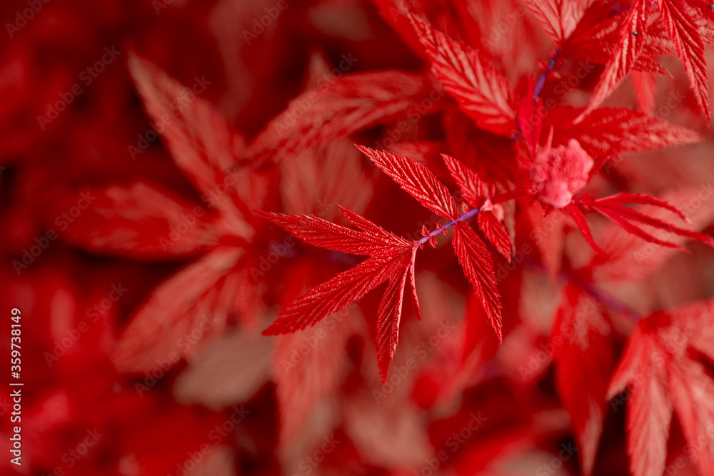 Red leaves of the bush outdoor. Natural floral background. Selective focus Red leaves of the bush outdoor. Natural floral background. Selective focus