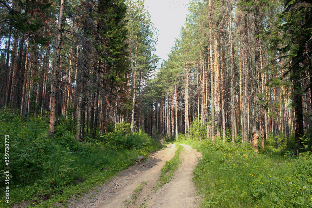 Obraz premium landscape with trees