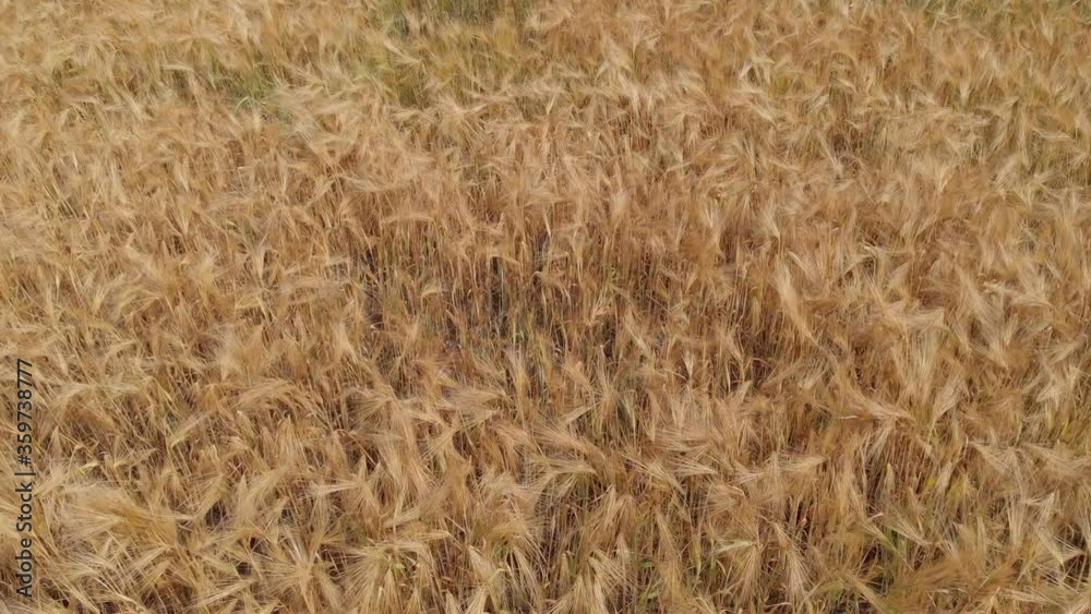 Ripe wheat on a farm field. View from above Ripe wheat on a farm field. View from above