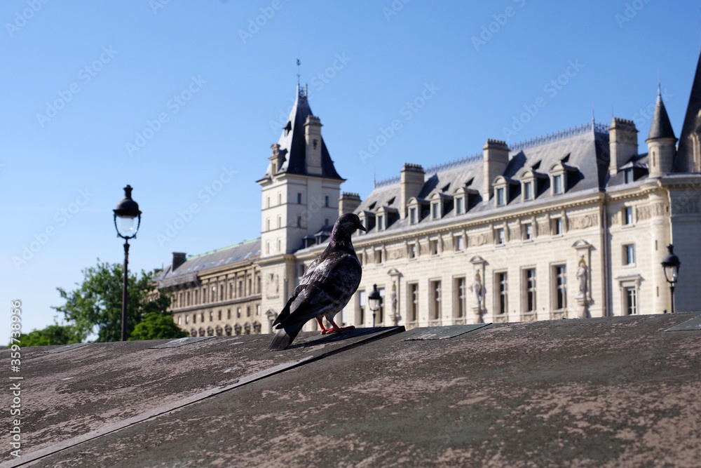 Fototapeta premium Pigeon devant le palais de justice