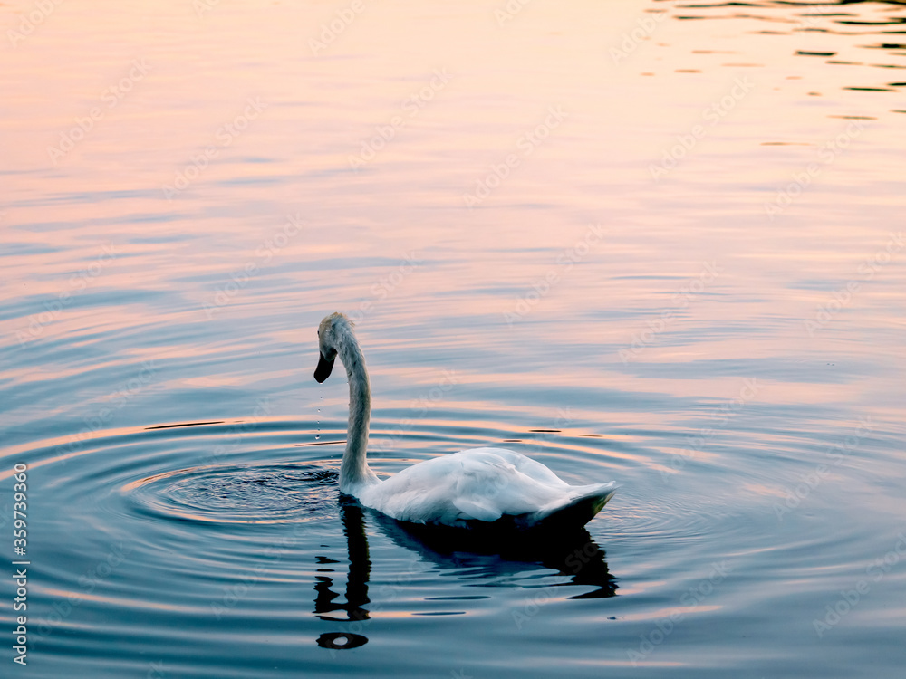 Obraz premium Swan over Lake Eola Park during sunrise