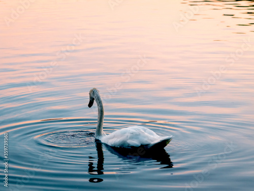 Swan over Lake Eola Park during sunrise