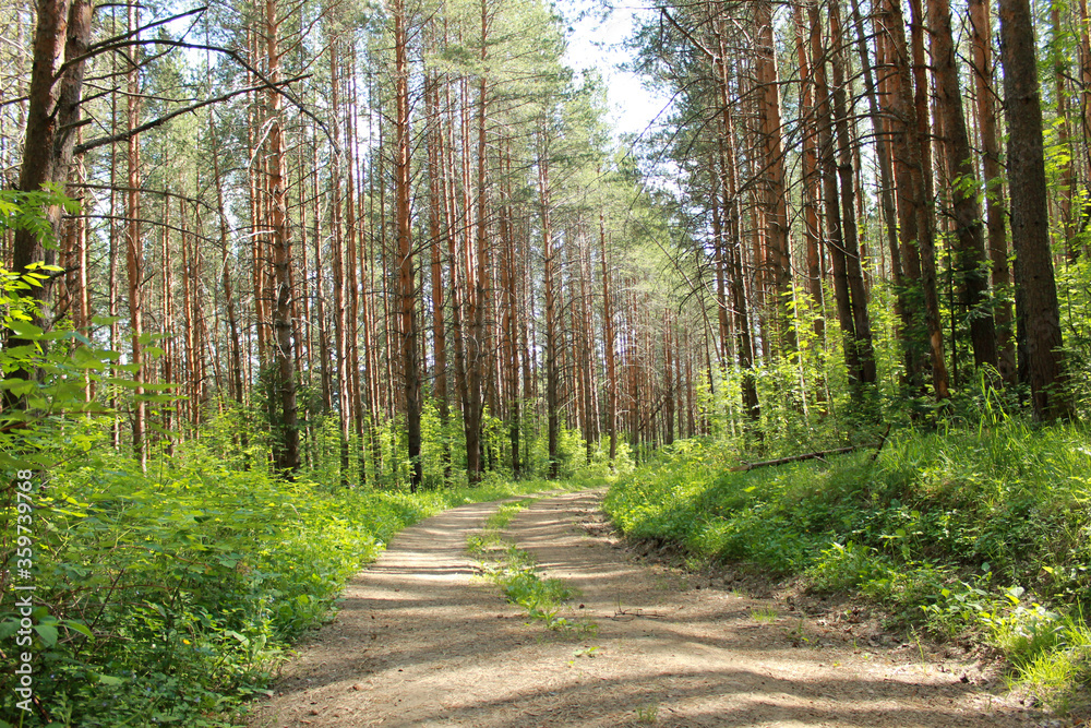 Fototapeta premium landscape with trees