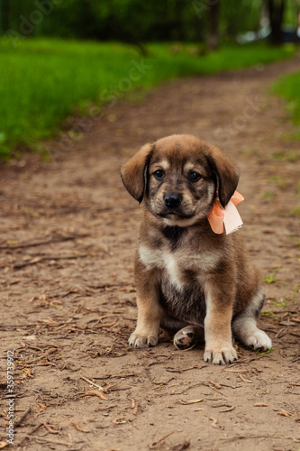 brown dog puppy with a bow on the street
