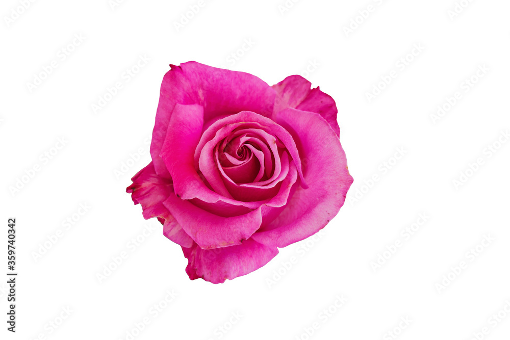 Beautiful pink rose isolated on white background. Beautiful pink rose isolated on white background.
