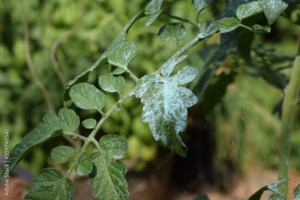 Leaves of tomato plant treated with Bordeaux mixture, copper sulphate