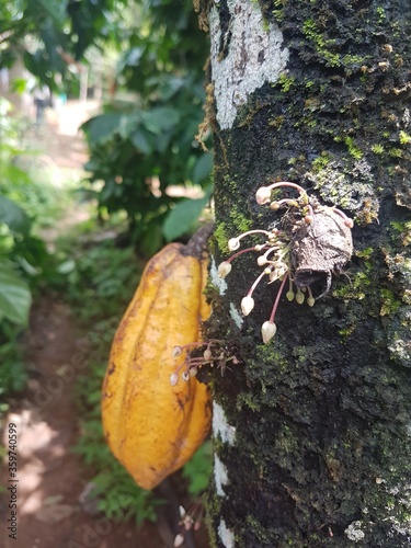 cocoa tree and fruit