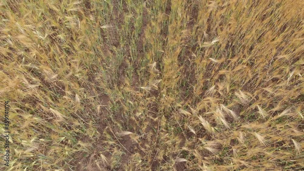 Ripe wheat on a farm field. View from above Ripe wheat on a farm field. View from above