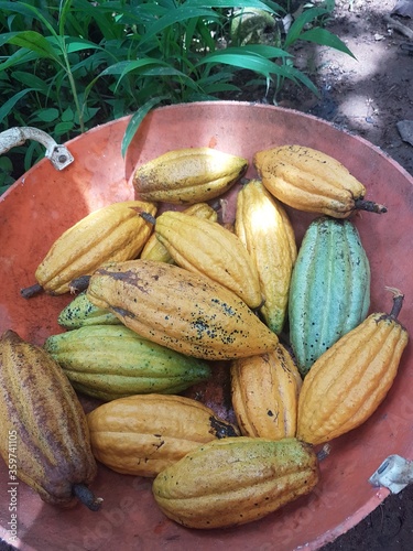 cocoa fruit