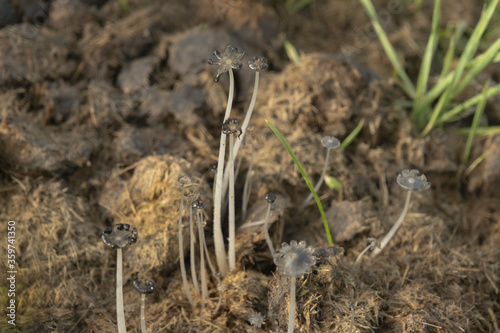 Mushrooms Fairy inkcap, Gray shag or Trooping (Psathyrellaceae) crumble cap growing on compost, manure on farm. Cap of a mature Mushrooms specimen with deliquescing gills.   photo