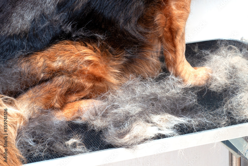 Dog best sale moulting coat