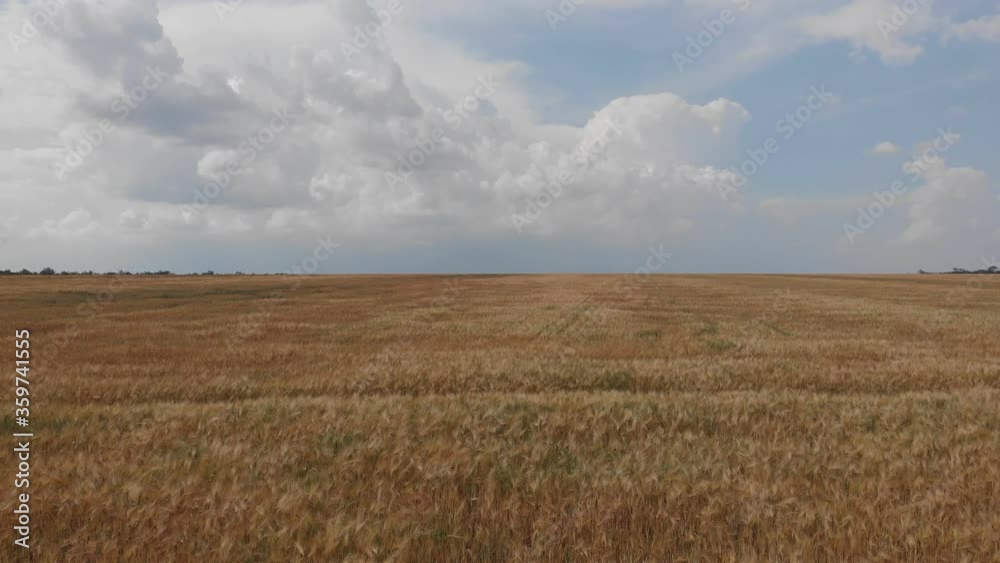 Ripe wheat on a farm field. View from above