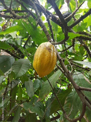 yellow cocoa