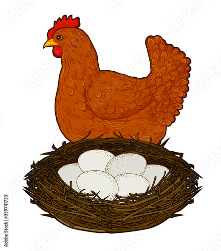 vector illustration of a chicken with a nest of eggs