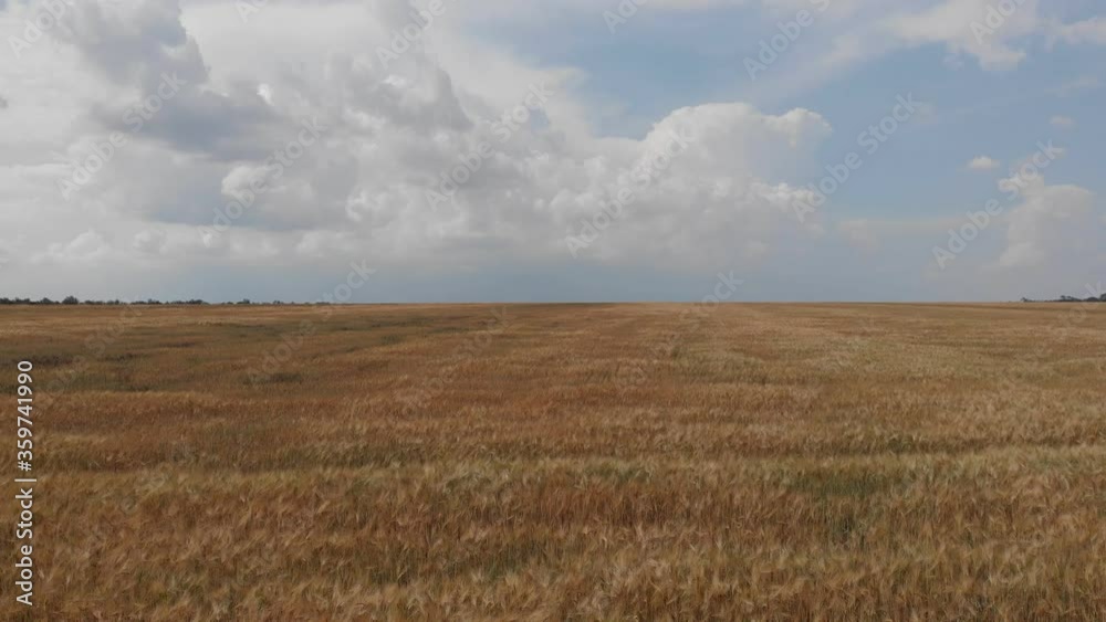 Ripe wheat on a farm field. View from above Ripe wheat on a farm field. View from above