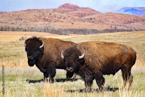 Bison at Wichita Mountains NWR Oklahoma photo