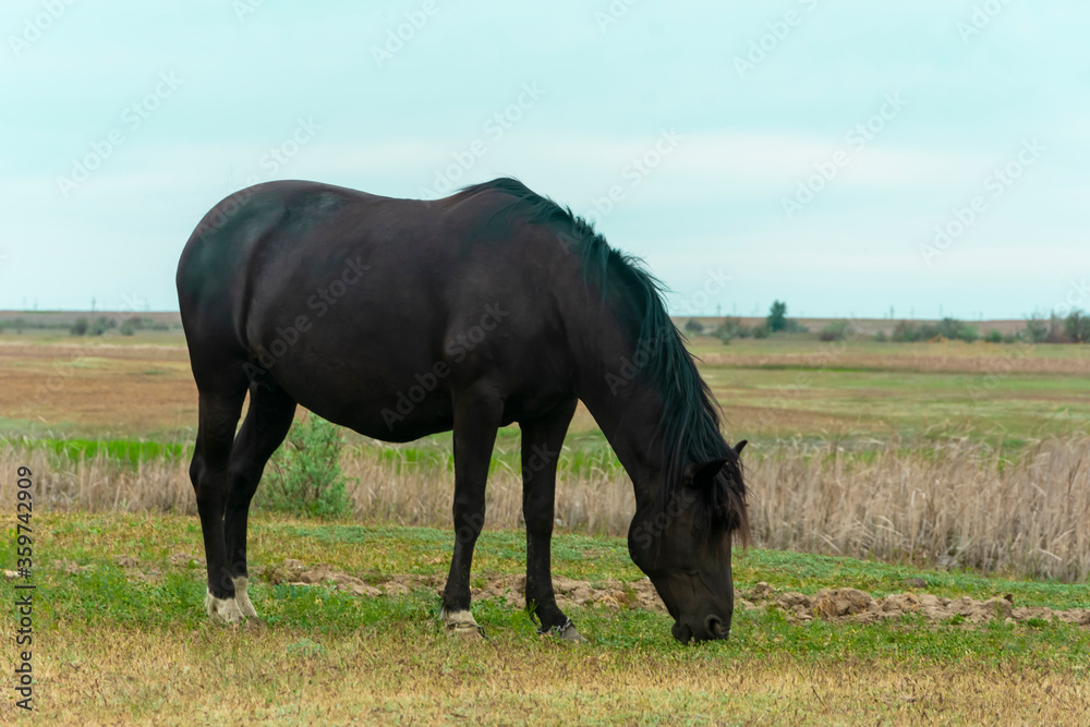 A large black horse grazes in a meadow in summer. Green grass and blue sky in the countryside outdoors. Freedom for horses. A large black horse grazes in a meadow in summer. Green grass and blue sky in the countryside outdoors. Freedom for horses.