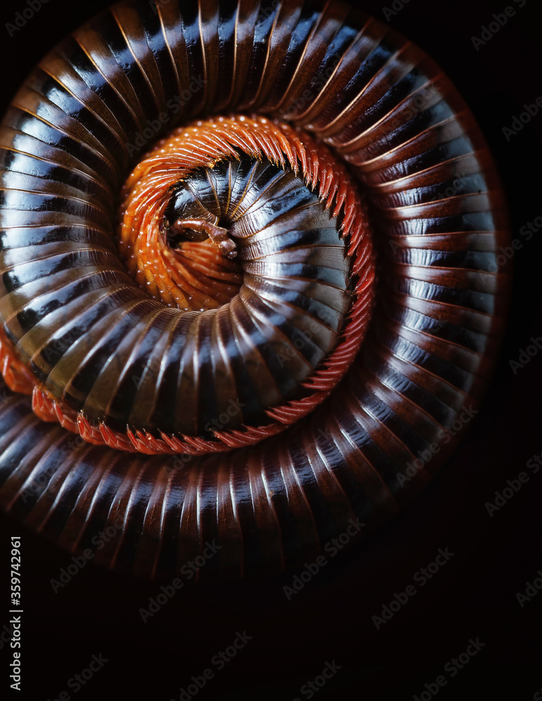 Asian giant millipede(Siamese Pointy Tail Millipede), Round-backed, curled up on blacck background.