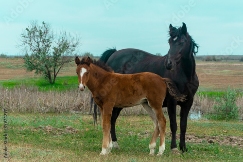 A little foal is standing near his mother a black horse. Horses in the steppe on a summer meadow. Green grass and blue sky.