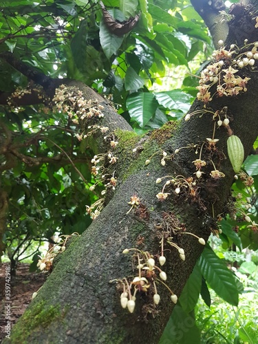 cocoa tree