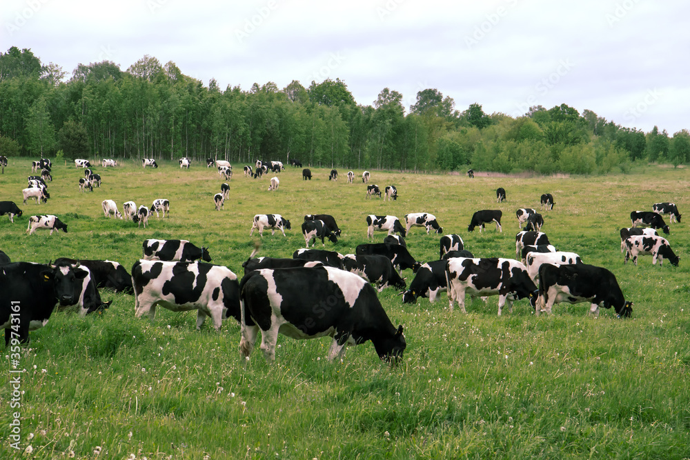 Herd of cows grazing and resting in the middle of the field