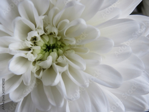 close up photo of white chrysanthemum flower. macro photo of a white flower