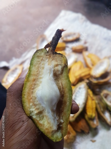 opened shell of cocoa with single piece inside