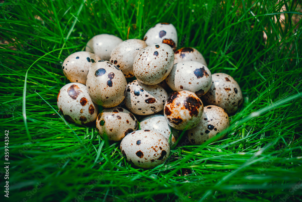 Food: a group of quail eggs lying on the green grass