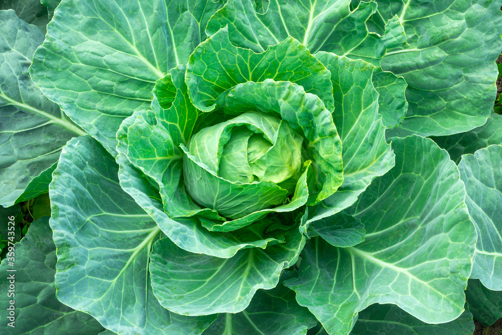 A Head of fresh green cabbage in a vegetable garden close-up. Organic vegetables in the summer, non-toxic cabbage, eco products. A Head of fresh green cabbage in a vegetable garden close-up. Organic vegetables in the summer, non-toxic cabbage, eco products.