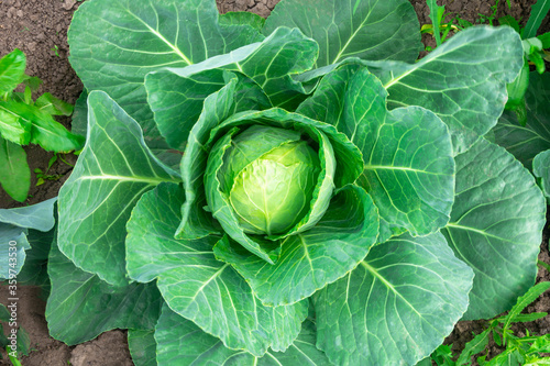 Cabbage grows in the garden in the summer. Fresh cabbage in the open ground, a Head and leaves, close-up. The concept of organic cabbage, eco products.