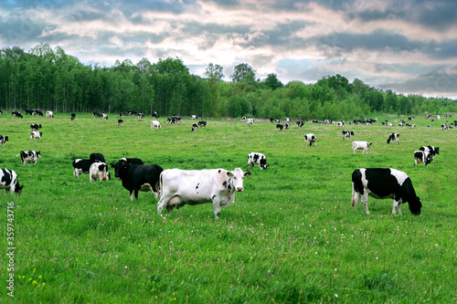 Herd of cows grazing and resting in the middle of the field