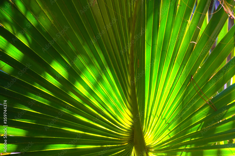 Fototapeta premium Florida-Backlit Palm Tree Leaf