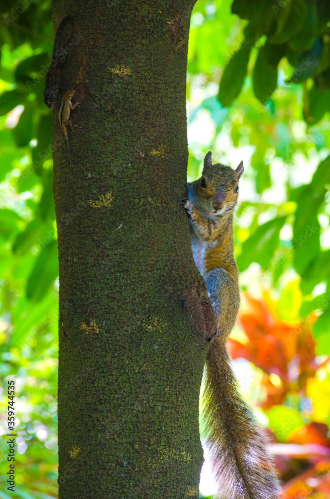 Florida-Sqirrel on Tree Trunk Florida-Sqirrel on Tree Trunk