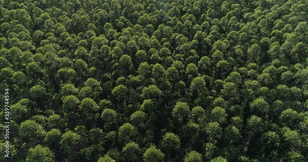 Eucalyptus plantation in Brazil. Cellulose paper agriculture. Birdseye drone view. Top view. Eucalyptus Green Forest Aerial View. 4K.
