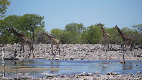 Herd of giraffe around a pond