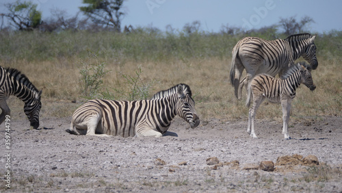 Mother and baby zebra