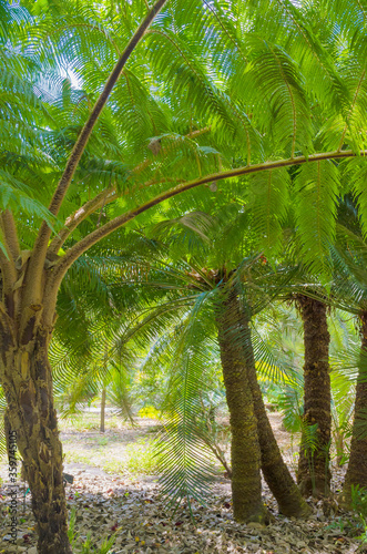 Florida-Ferns