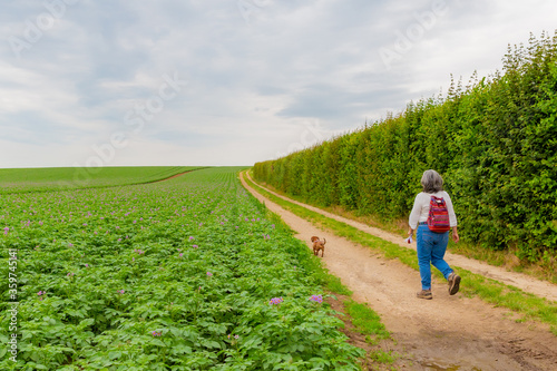 Mature woman walking with her dog with her back to the camera on a dirt road next to a potato farm field with small purple flowers, overcast day with a cloud covered sky in South Limburg, Netherlands