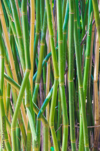 Florida-Bamboo Grove Trunks