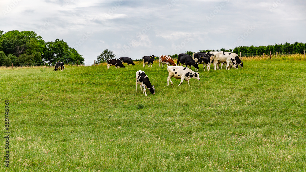 Dutch countryside with white cows with black and white cows with brown grazing calmly on a farm with green grass, cloudy day with heavy clouds in South Limburg, Netherlands Holland Dutch countryside with white cows with black and white cows with brown grazing calmly on a farm with green grass, cloudy day with heavy clouds in South Limburg, Netherlands Holland