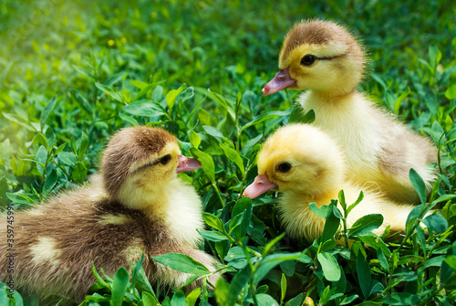 Three cute duckling in the grass. Place for text / logo.