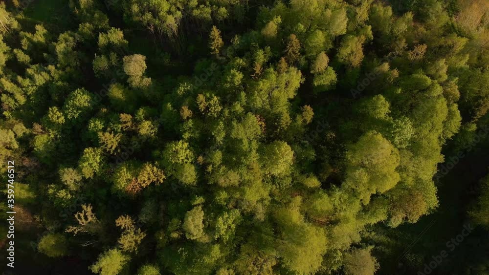 Aerial hovering over forests in the Latvia Kurzeme on a sunny evening Aerial hovering over forests in the Latvia Kurzeme on a sunny evening