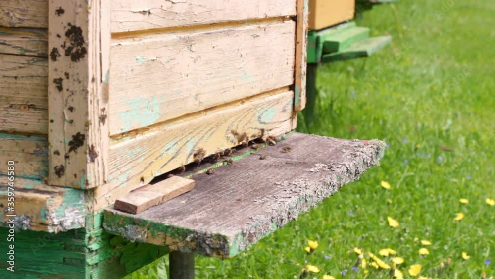 Honey bees flying in and out of a wooden, artificial beehive as members of a colony Honey bees flying in and out of a wooden, artificial beehive as members of a colony