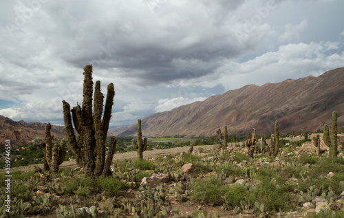 Panorama view of the valley and mountains in Tilcara, with native flora, giant cactus, Echinopsis atacamensis. 