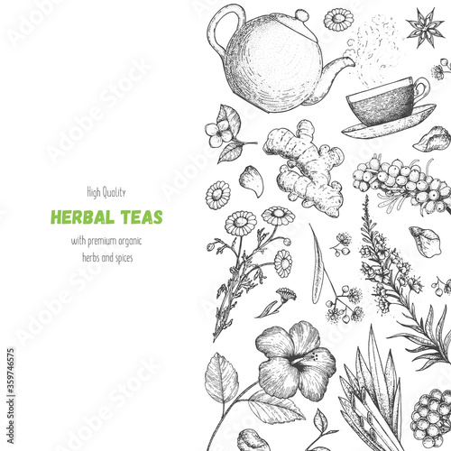 Tea shop vector illustration. Vector design with herbal tea ingredients. Hand drawn sketch collection. Engraved style.