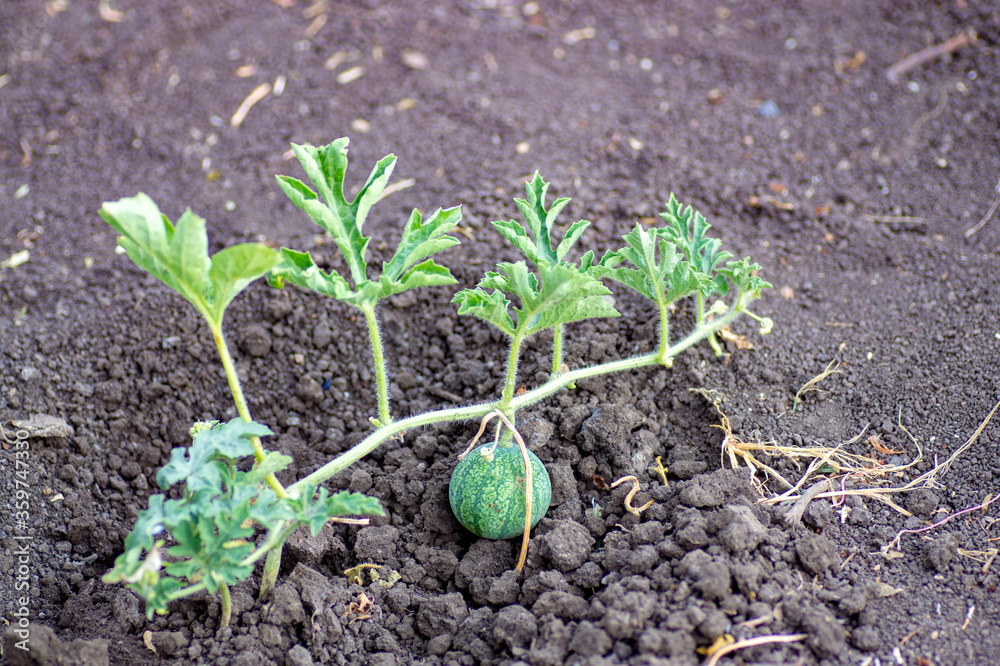 Closeup of growing small green striped watermelon in farmer's hand. Closeup of growing small green striped watermelon in farmer's hand.