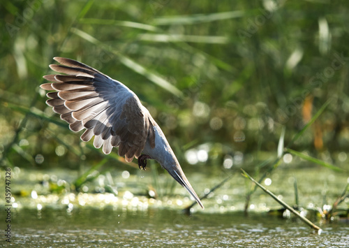 Eurasian Collard Dove in flight photo